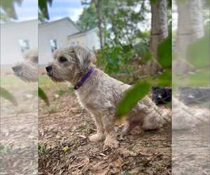 Waffles - Male Mutt Dog for Adoption - Photo #4