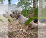 Small #3 Mutt