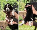 Small #1 Beagle