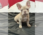 Small French Bulldog