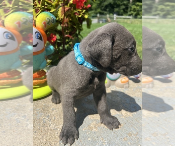Medium Photo #16 Labrador Retriever Puppy For Sale in NEOLA, WV, USA