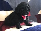 Small Photo #10 Poochon Puppy For Sale in HONEY BROOK, PA, USA