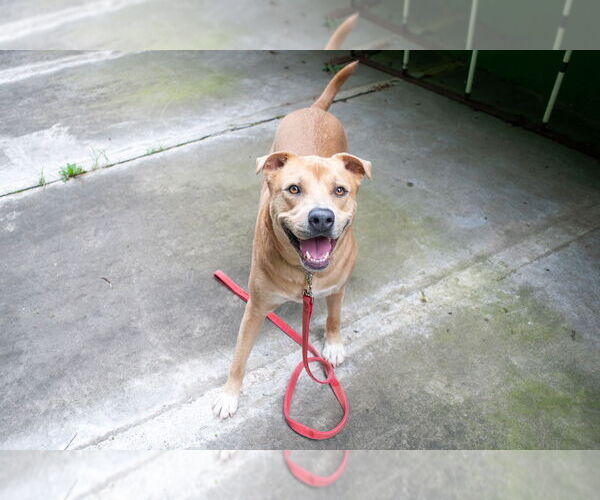 Medium Photo #2 Labrador Retriever-Unknown Mix Puppy For Sale in Elmsford, NY, USA