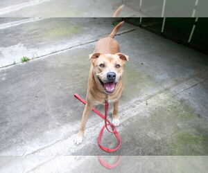 Peanut - Male Labrador Retriever-Unknown Mix Dog for Adoption - Photo #2