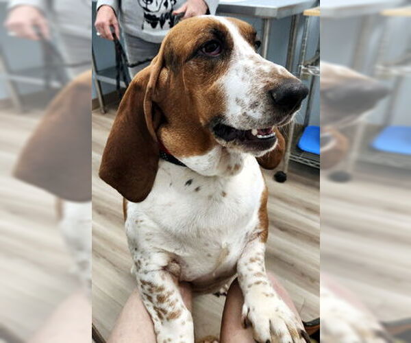 Medium Photo #2 Basset Hound Puppy For Sale in Deepwater, NJ, USA