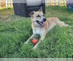 Small #3 Labrador Retriever Mix