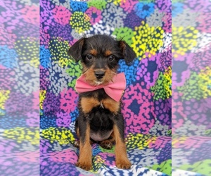 Fox Terrier (Toy)-Poodle (Toy) Mix Puppy for sale in LINCOLN UNIV, PA, USA