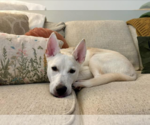 Small #4 Huskies  Mix