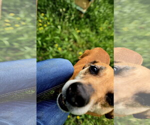 Coco puff - Female Mutt Dog for Adoption - Photo #2