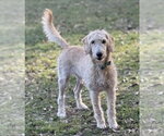 Small #6 Poodle (Standard) Mix