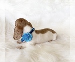 Small #7 Dachshund