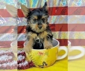 Yorkshire Terrier Puppy for Sale in CASSVILLE, Missouri USA
