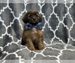 Small Photo #6 ShihPoo Puppy For Sale in LAKELAND, FL, USA