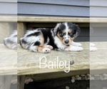 Puppy Bailey Miniature Australian Shepherd