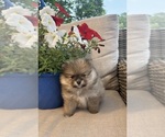 Small #6 Pomeranian