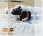 Puppy King Shiba Inu