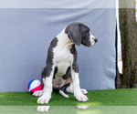 Small #1 Great Dane