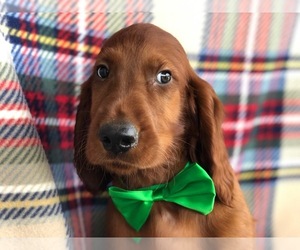 Irish Setter Puppy for sale in NEW PROVIDENCE, PA, USA