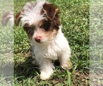 Small #3 Biewer Terrier