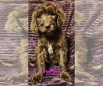 Puppy Pink Girl Bernedoodle