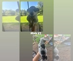 Puppy Puppy 1 Australian Cattle Dog-Texas Heeler Mix