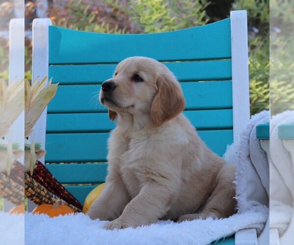 Medium Photo #2 Golden Retriever Puppy For Sale in GAP, PA, USA