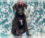 Small Photo #8 American Staffordshire Terrier Puppy For Sale in LAKELAND, FL, USA