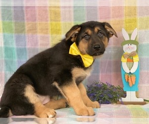 German Shepherd Dog Puppy for sale in LANCASTER, PA, USA