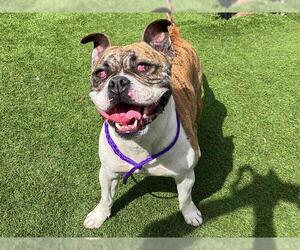 Bulldog-Unknown Mix Dogs for adoption in Orange, CA, USA