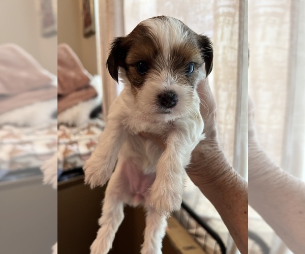 Medium Photo #7 Yorkshire Terrier Puppy For Sale in KELLER, TX, USA