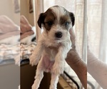Small #6 Yorkshire Terrier
