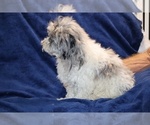 Small #12 ShihPoo