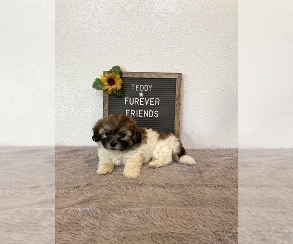 Medium Photo #5 Zuchon Puppy For Sale in BLOOMFIELD, IN, USA