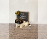 Small Photo #5 Zuchon Puppy For Sale in BLOOMFIELD, IN, USA