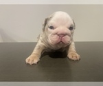 Small Photo #15 English Bulldog Puppy For Sale in PORT SAINT LUCIE, FL, USA