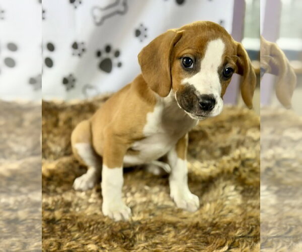 Medium Photo #3 Labrador Retriever-Unknown Mix Puppy For Sale in SHERBURNE, NY, USA