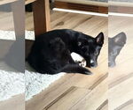 Small #4 Border Collie Mix