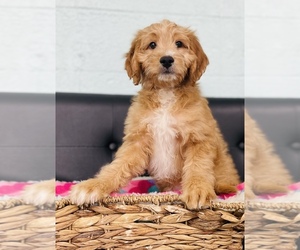 Goldendoodle-Poodle (Toy) Mix Puppy for sale in CINCINNATI, OH, USA