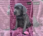 Small Photo #3 Cane Corso Puppy For Sale in MINERAL WELLS, WV, USA