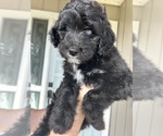 Puppy Millie Aussiedoodle