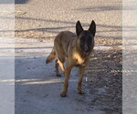 Small #1 Mutt
