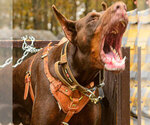 Small Photo #60 Doberman Pinscher Puppy For Sale in FORT LAUDERDALE, FL, USA