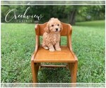 Small Photo #7 Poodle (Toy) Puppy For Sale in NIANGUA, MO, USA