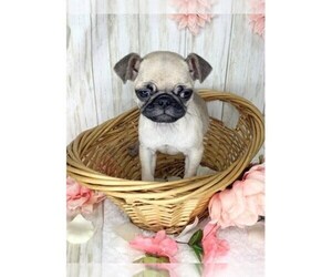 Pug Puppy for sale in LIBERTY, TX, USA