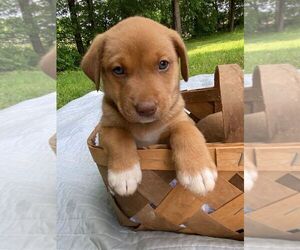 Border-Aussie Dog for Adoption in TAYLORSVILLE, North Carolina USA