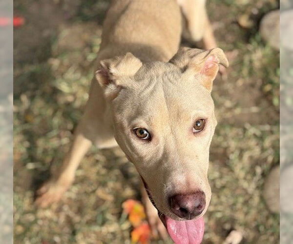 Medium Photo #2 American Pit Bull Terrier-Unknown Mix Puppy For Sale in Tulsa, OK, USA