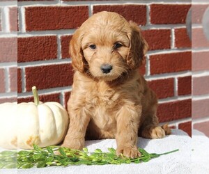 Labradoodle-Poodle (Miniature) Mix Puppy for sale in GORDONVILLE, PA, USA