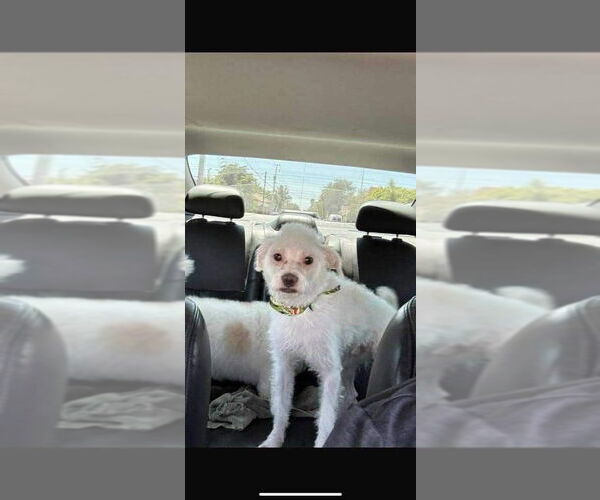 Medium Photo #3 Poodle (Miniature)-Unknown Mix Puppy For Sale in Escondido, CA, USA