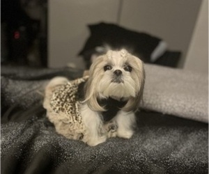 Mother of the Shih Tzu puppies born on 01/07/2026