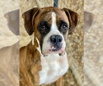 Small #10 Boxer